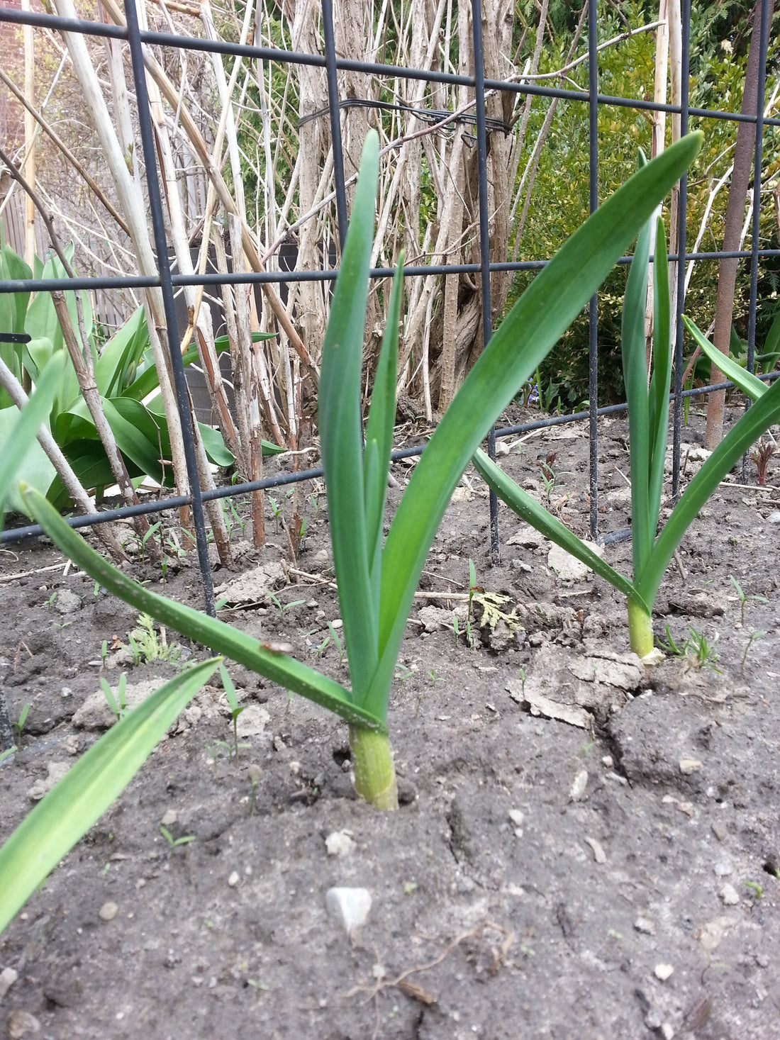 How to Grow Garlic – Just The Facts